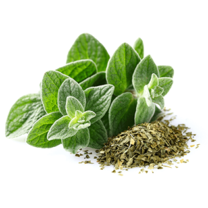 Oregano Decampo