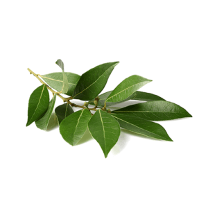 Bay Leaf Decampo